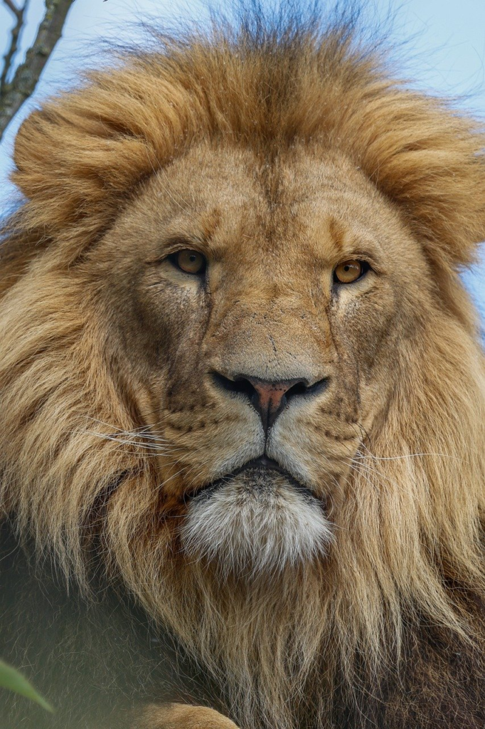 lion, nature, animal, predator