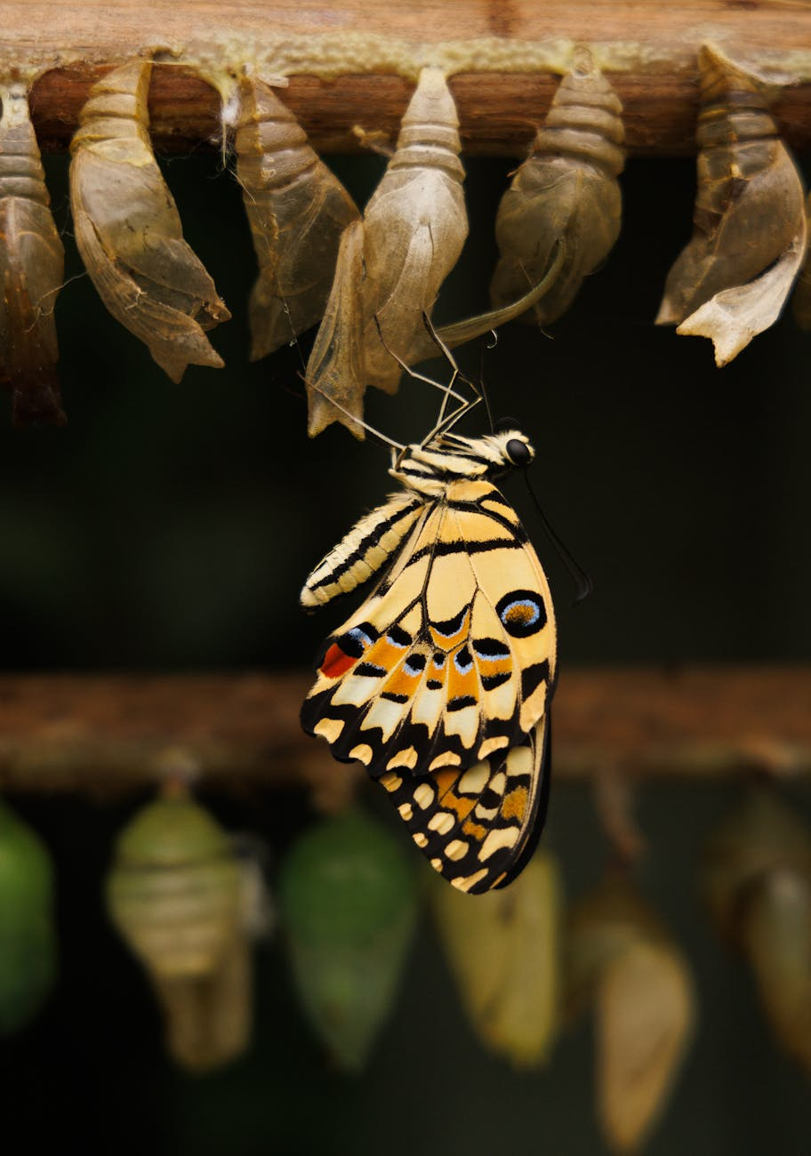 The Application Trap: Why Obsessing Over “Doing” is Killing Your Growth.